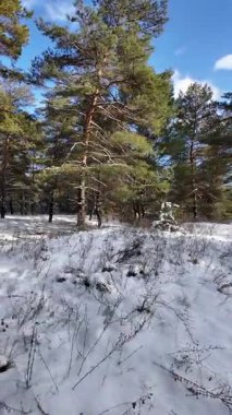 Güneşli kış çam ormanı, karla kaplı zemin ve açık mavi gökyüzünün altındaki ağaçlar, sıcak güneş ışığı ve soğuk mevsim doğasının zıtlığını gösteren huzurlu ormanlık alan manzarası..