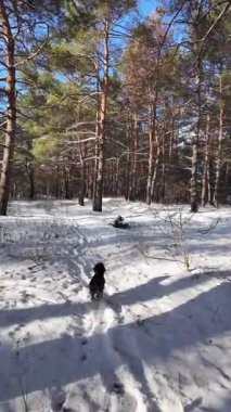 Güneşli kış çam ormanı, karla kaplı zemin ve açık mavi gökyüzünün altındaki ağaçlar, sıcak güneş ışığı ve soğuk mevsim doğasının zıtlığını gösteren huzurlu ormanlık alan manzarası..