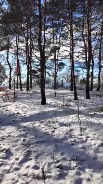 Güneşli kış çam ormanı, karla kaplı zemin ve açık mavi gökyüzünün altındaki ağaçlar, sıcak güneş ışığı ve soğuk mevsim doğasının zıtlığını gösteren huzurlu ormanlık alan manzarası..