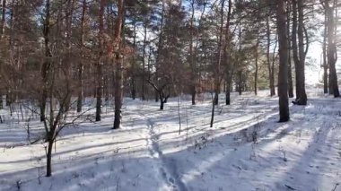 Güneşli kış çam ormanı, karla kaplı zemin ve açık mavi gökyüzünün altındaki ağaçlar, sıcak güneş ışığı ve soğuk mevsim doğasının zıtlığını gösteren huzurlu ormanlık alan manzarası..