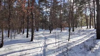 Güneşli kış çam ormanı, karla kaplı zemin ve açık mavi gökyüzünün altındaki ağaçlar, sıcak güneş ışığı ve soğuk mevsim doğasının zıtlığını gösteren huzurlu ormanlık alan manzarası..
