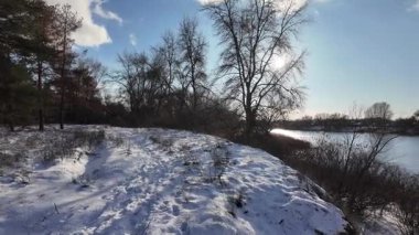 Güneşli kış çam ormanı, karla kaplı zemin ve açık mavi gökyüzünün altındaki ağaçlar, sıcak güneş ışığı ve soğuk mevsim doğasının zıtlığını gösteren huzurlu ormanlık alan manzarası..