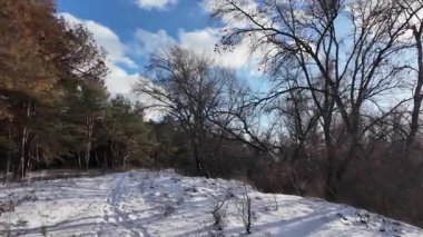 Güneşli kış çam ormanı, karla kaplı zemin ve açık mavi gökyüzünün altındaki ağaçlar, sıcak güneş ışığı ve soğuk mevsim doğasının zıtlığını gösteren huzurlu ormanlık alan manzarası..
