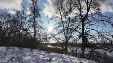 Güneşli kış çam ormanı, karla kaplı zemin ve açık mavi gökyüzünün altındaki ağaçlar, sıcak güneş ışığı ve soğuk mevsim doğasının zıtlığını gösteren huzurlu ormanlık alan manzarası..