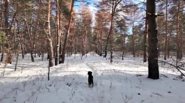 Güneşli kış çam ormanı, karla kaplı zemin ve açık mavi gökyüzünün altındaki ağaçlar, sıcak güneş ışığı ve soğuk mevsim doğasının zıtlığını gösteren huzurlu ormanlık alan manzarası..