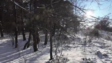 Güneşli kış çam ormanı, karla kaplı zemin ve açık mavi gökyüzünün altındaki ağaçlar, sıcak güneş ışığı ve soğuk mevsim doğasının zıtlığını gösteren huzurlu ormanlık alan manzarası..