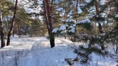 Güneşli kış çam ormanı, karla kaplı zemin ve açık mavi gökyüzünün altındaki ağaçlar, sıcak güneş ışığı ve soğuk mevsim doğasının zıtlığını gösteren huzurlu ormanlık alan manzarası..