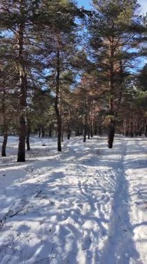Güneşli kış çam ormanı, karla kaplı zemin ve açık mavi gökyüzünün altındaki ağaçlar, sıcak güneş ışığı ve soğuk mevsim doğasının zıtlığını gösteren huzurlu ormanlık alan manzarası..
