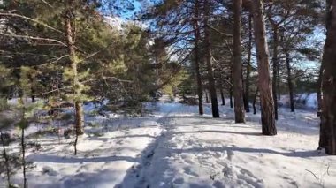 Güneşli kış çam ormanı, karla kaplı zemin ve açık mavi gökyüzünün altındaki ağaçlar, sıcak güneş ışığı ve soğuk mevsim doğasının zıtlığını gösteren huzurlu ormanlık alan manzarası..