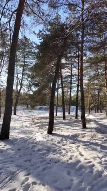Güneşli kış çam ormanı, karla kaplı zemin ve açık mavi gökyüzünün altındaki ağaçlar, sıcak güneş ışığı ve soğuk mevsim doğasının zıtlığını gösteren huzurlu ormanlık alan manzarası..