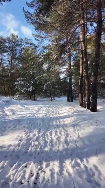 Güneşli kış çam ormanı, karla kaplı zemin ve açık mavi gökyüzünün altındaki ağaçlar, sıcak güneş ışığı ve soğuk mevsim doğasının zıtlığını gösteren huzurlu ormanlık alan manzarası..