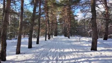 Güneşli kış çam ormanı, karla kaplı zemin ve açık mavi gökyüzünün altındaki ağaçlar, sıcak güneş ışığı ve soğuk mevsim doğasının zıtlığını gösteren huzurlu ormanlık alan manzarası..