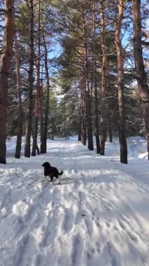 Güneşli kış çam ormanı, karla kaplı zemin ve açık mavi gökyüzünün altındaki ağaçlar, sıcak güneş ışığı ve soğuk mevsim doğasının zıtlığını gösteren huzurlu ormanlık alan manzarası..