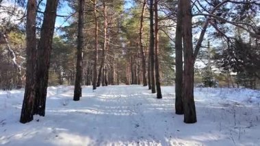 Güneşli kış çam ormanı, karla kaplı zemin ve açık mavi gökyüzünün altındaki ağaçlar, sıcak güneş ışığı ve soğuk mevsim doğasının zıtlığını gösteren huzurlu ormanlık alan manzarası..