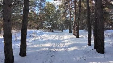 Güneşli kış çam ormanı, karla kaplı zemin ve açık mavi gökyüzünün altındaki ağaçlar, sıcak güneş ışığı ve soğuk mevsim doğasının zıtlığını gösteren huzurlu ormanlık alan manzarası..