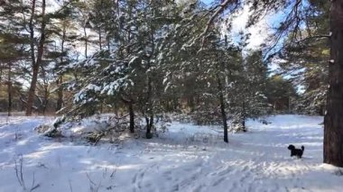 Güneşli kış çam ormanı, karla kaplı zemin ve açık mavi gökyüzünün altındaki ağaçlar, sıcak güneş ışığı ve soğuk mevsim doğasının zıtlığını gösteren huzurlu ormanlık alan manzarası..