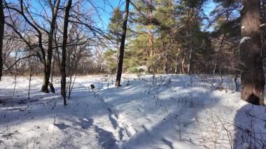 Yavaş çekim videosu. Taze kar, uzun ağaç gölgeleri ve gövdeleri arasındaki altın ışık, berrak gökyüzünü, soğuk mevsim güzelliğini ve sakin doğayı gösteren huzurlu ormanlık alan..