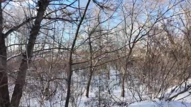 Yavaş çekim videosu. Taze kar, uzun ağaç gölgeleri ve gövdeleri arasındaki altın ışık, berrak gökyüzünü, soğuk mevsim güzelliğini ve sakin doğayı gösteren huzurlu ormanlık alan..