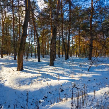 Yavaş çekim videosu. Taze kar, uzun ağaç gölgeleri ve gövdeleri arasındaki altın ışık, berrak gökyüzünü, soğuk mevsim güzelliğini ve sakin doğayı gösteren huzurlu ormanlık alan..