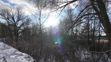 Yavaş çekim videosu. Taze kar, uzun ağaç gölgeleri ve gövdeleri arasındaki altın ışık, berrak gökyüzünü, soğuk mevsim güzelliğini ve sakin doğayı gösteren huzurlu ormanlık alan..