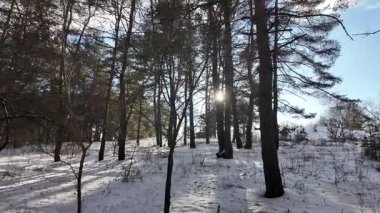 Yavaş çekim videosu. Taze kar, uzun ağaç gölgeleri ve gövdeleri arasındaki altın ışık, berrak gökyüzünü, soğuk mevsim güzelliğini ve sakin doğayı gösteren huzurlu ormanlık alan..