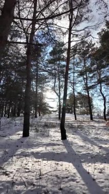 Yavaş çekim videosu. Taze kar, uzun ağaç gölgeleri ve gövdeleri arasındaki altın ışık, berrak gökyüzünü, soğuk mevsim güzelliğini ve sakin doğayı gösteren huzurlu ormanlık alan..