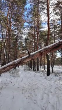Yavaş çekim videosu. Taze kar, uzun ağaç gölgeleri ve gövdeleri arasındaki altın ışık, berrak gökyüzünü, soğuk mevsim güzelliğini ve sakin doğayı gösteren huzurlu ormanlık alan..