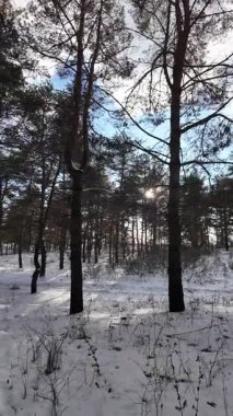 Yavaş çekim videosu. Taze kar, uzun ağaç gölgeleri ve gövdeleri arasındaki altın ışık, berrak gökyüzünü, soğuk mevsim güzelliğini ve sakin doğayı gösteren huzurlu ormanlık alan..