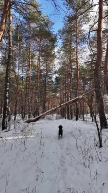 Yavaş çekim videosu. Taze kar, uzun ağaç gölgeleri ve gövdeleri arasındaki altın ışık, berrak gökyüzünü, soğuk mevsim güzelliğini ve sakin doğayı gösteren huzurlu ormanlık alan..