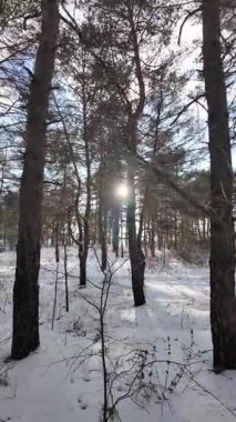 Yavaş çekim videosu. Taze kar, uzun ağaç gölgeleri ve gövdeleri arasındaki altın ışık, berrak gökyüzünü, soğuk mevsim güzelliğini ve sakin doğayı gösteren huzurlu ormanlık alan..
