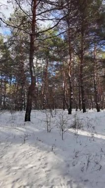 Yavaş çekim videosu. Taze kar, uzun ağaç gölgeleri ve gövdeleri arasındaki altın ışık, berrak gökyüzünü, soğuk mevsim güzelliğini ve sakin doğayı gösteren huzurlu ormanlık alan..