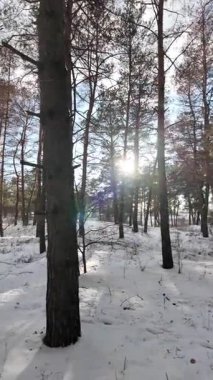 Yavaş çekim videosu. Taze kar, uzun ağaç gölgeleri ve gövdeleri arasındaki altın ışık, berrak gökyüzünü, soğuk mevsim güzelliğini ve sakin doğayı gösteren huzurlu ormanlık alan..