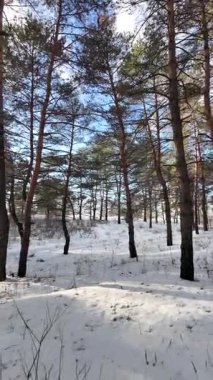 Yavaş çekim videosu. Taze kar, uzun ağaç gölgeleri ve gövdeleri arasındaki altın ışık, berrak gökyüzünü, soğuk mevsim güzelliğini ve sakin doğayı gösteren huzurlu ormanlık alan..