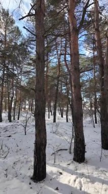Yavaş çekim videosu. Taze kar, uzun ağaç gölgeleri ve gövdeleri arasındaki altın ışık, berrak gökyüzünü, soğuk mevsim güzelliğini ve sakin doğayı gösteren huzurlu ormanlık alan..