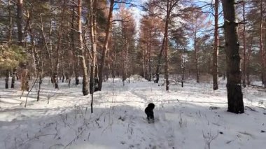 Yavaş çekim videosu. Taze kar, uzun ağaç gölgeleri ve gövdeleri arasındaki altın ışık, berrak gökyüzünü, soğuk mevsim güzelliğini ve sakin doğayı gösteren huzurlu ormanlık alan..
