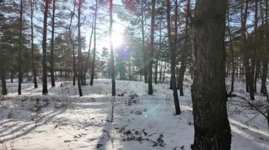 Yavaş çekim videosu. Taze kar, uzun ağaç gölgeleri ve gövdeleri arasındaki altın ışık, berrak gökyüzünü, soğuk mevsim güzelliğini ve sakin doğayı gösteren huzurlu ormanlık alan..