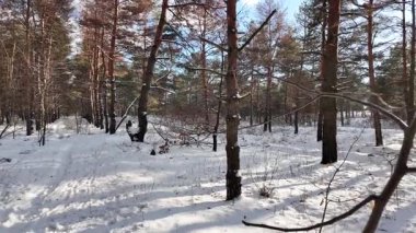 Yavaş çekim videosu. Taze kar, uzun ağaç gölgeleri ve gövdeleri arasındaki altın ışık, berrak gökyüzünü, soğuk mevsim güzelliğini ve sakin doğayı gösteren huzurlu ormanlık alan..