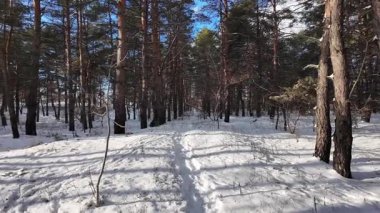 Yavaş çekim videosu. Taze kar, uzun ağaç gölgeleri ve gövdeleri arasındaki altın ışık, berrak gökyüzünü, soğuk mevsim güzelliğini ve sakin doğayı gösteren huzurlu ormanlık alan..