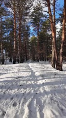 Yavaş çekim videosu. Taze kar, uzun ağaç gölgeleri ve gövdeleri arasındaki altın ışık, berrak gökyüzünü, soğuk mevsim güzelliğini ve sakin doğayı gösteren huzurlu ormanlık alan..
