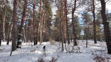 Yavaş çekim videosu. Taze kar, uzun ağaç gölgeleri ve gövdeleri arasındaki altın ışık, berrak gökyüzünü, soğuk mevsim güzelliğini ve sakin doğayı gösteren huzurlu ormanlık alan..