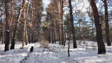 Yavaş çekim videosu. Taze kar, uzun ağaç gölgeleri ve gövdeleri arasındaki altın ışık, berrak gökyüzünü, soğuk mevsim güzelliğini ve sakin doğayı gösteren huzurlu ormanlık alan..
