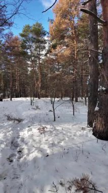 Yavaş çekim videosu. Taze kar, uzun ağaç gölgeleri ve gövdeleri arasındaki altın ışık, berrak gökyüzünü, soğuk mevsim güzelliğini ve sakin doğayı gösteren huzurlu ormanlık alan..