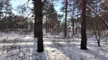 Yavaş çekim videosu. Taze kar, uzun ağaç gölgeleri ve gövdeleri arasındaki altın ışık, berrak gökyüzünü, soğuk mevsim güzelliğini ve sakin doğayı gösteren huzurlu ormanlık alan..