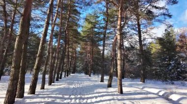Yavaş çekim videosu. Taze kar, uzun ağaç gölgeleri ve gövdeleri arasındaki altın ışık, berrak gökyüzünü, soğuk mevsim güzelliğini ve sakin doğayı gösteren huzurlu ormanlık alan..