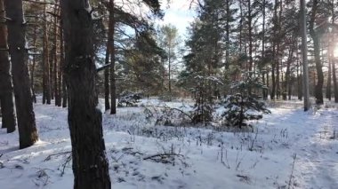 Yavaş çekim videosu. Taze kar, uzun ağaç gölgeleri ve gövdeleri arasındaki altın ışık, berrak gökyüzünü, soğuk mevsim güzelliğini ve sakin doğayı gösteren huzurlu ormanlık alan..