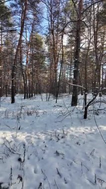Yavaş çekim videosu. Taze kar, uzun ağaç gölgeleri ve gövdeleri arasındaki altın ışık, berrak gökyüzünü, soğuk mevsim güzelliğini ve sakin doğayı gösteren huzurlu ormanlık alan..