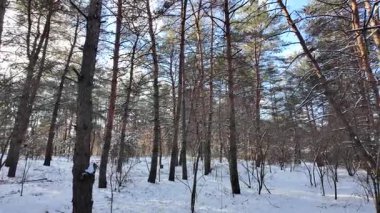 Yavaş çekim videosu. Taze kar, uzun ağaç gölgeleri ve gövdeleri arasındaki altın ışık, berrak gökyüzünü, soğuk mevsim güzelliğini ve sakin doğayı gösteren huzurlu ormanlık alan..