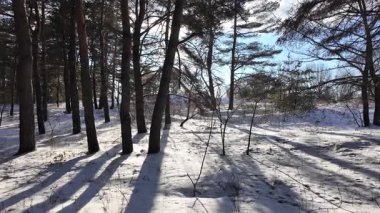 Yavaş çekim videosu. Taze kar, uzun ağaç gölgeleri ve gövdeleri arasındaki altın ışık, berrak gökyüzünü, soğuk mevsim güzelliğini ve sakin doğayı gösteren huzurlu ormanlık alan..
