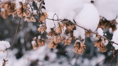 Taze karla kaplı tohumlu kurumuş bitki dalları, yumuşak odaklı arka planda kış doğası, soğuk hava dokularını ve kırılgan güzelliği gösteren sakin mevsimsel ruh hali..