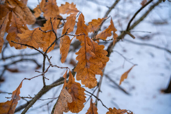 Dry oak and birch leaves clinging to branches in a serene winter forest. Brown foliage against snowy background, cold seasonal atmosphere, natural textures and calm details.